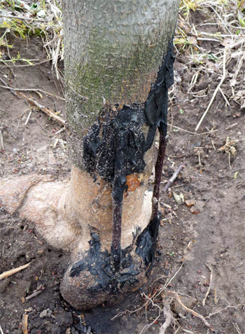 Tree that received bridge grafting