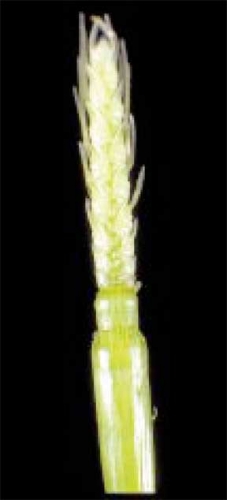 Healthy wheat Healthy wheat