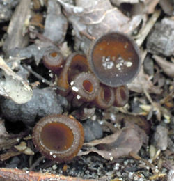 Mummy berry trumpets near South Haven.