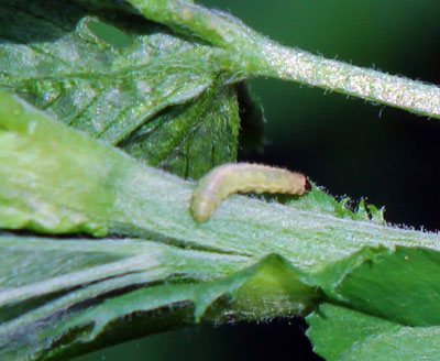 Alfalfa weevil