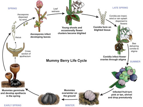 Mummy berry lifecycle