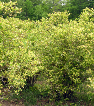 Command herbicide drift on blueberries.