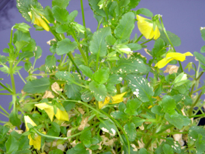 Herbicide drift onto greenhouse grown Viola’s that were outside awaiting shipment.