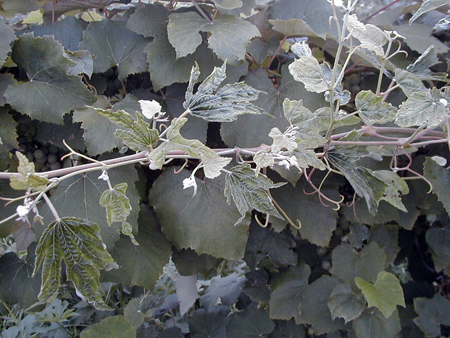 Roundup drift injury to grapes.