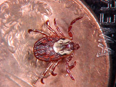 Female American dog tick