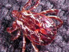 Male American dog tick