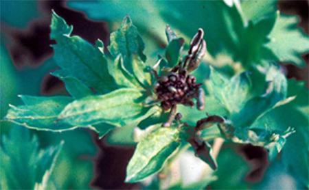 Injury to delphinium caused by cyclamen mite.