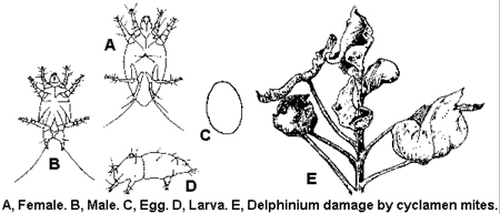 Cyclamen mite (less than 0.3 mm long) and injury to delphinium.