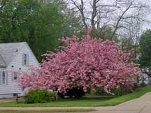 Kwanzan cherry