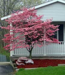 Pink dogwood