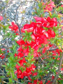 Flowering quince Flowering quince