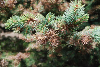 Damage shoots Spruce gall midge.