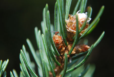 Midge laying eggs in bud scales.