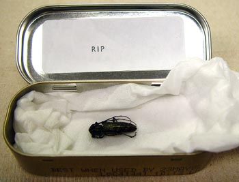 Specimen in tin can casket.