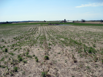 Stand loss in rye cover crop