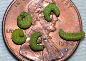 Alfalfa weevil larvae 