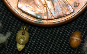 Alfalfa weevil cocoon