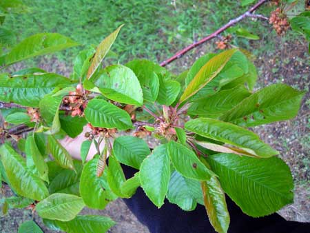 Bacterial canker symptoms Bacterial canker symptoms
