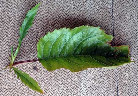 X-disease on cherry X-disease on cherry