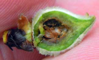 Inside of bad peach Inside of bad peach