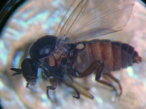 Black fly close-up