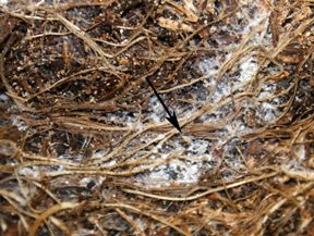 White waxy material on aster roots