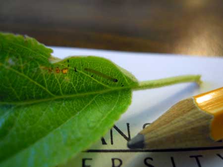 Obliquebanded leafroller larvae Obliquebanded leafroller larvae
