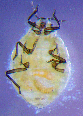 Root aphid under glass