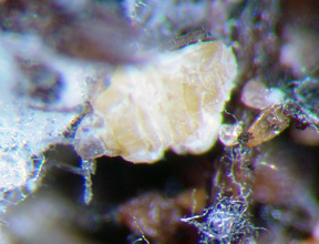 Root aphid