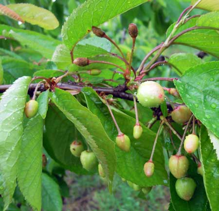 Small cherries Small cherries