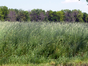 Rye in flower