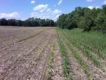 Liberty Link versus Roundup Ready on corn