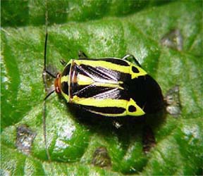 Four-lined plant bug adult