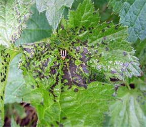 Leaf-spotting injury caused by four-lined plant bugs