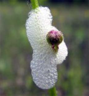 Spittle bug larvae in spittle massees