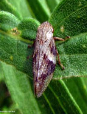 Adult spittlebug