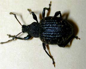 Black vine weevil adult