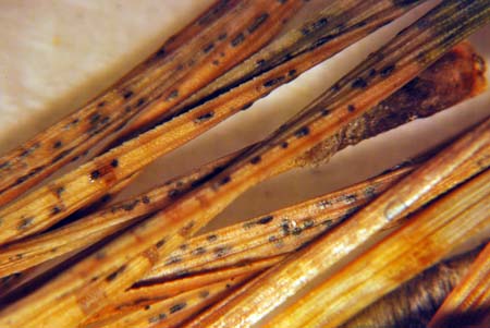 Black fruiting bodies on dead needles