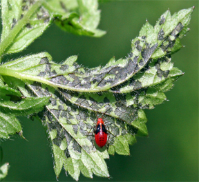 Four-lined plant bug larva