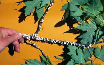 Cottony maple scale Cottony maple scale