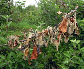 Fire blight symptoms in apple