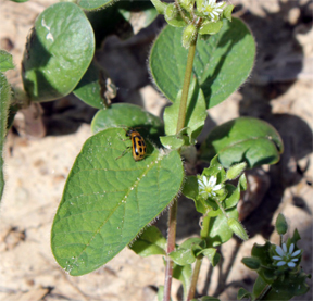 Bean leaf beetle