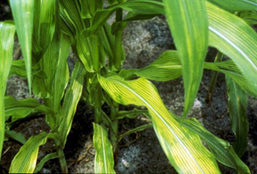 Magnesium deficiency in corn
