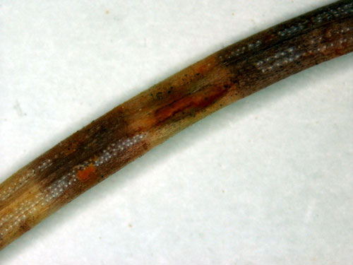 raised rust pestules raised rust pestules