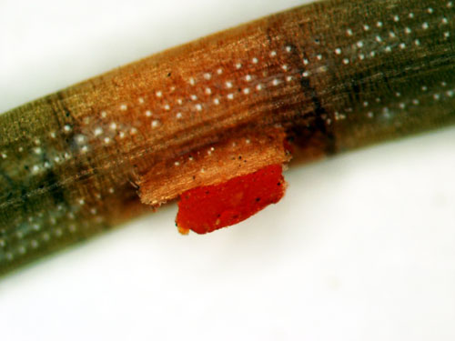 emerging spores emerging spores