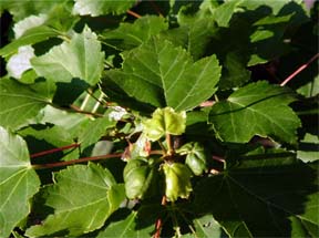 Feeding injury to maple