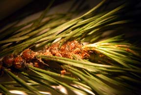 Pine tortoise scale on branch