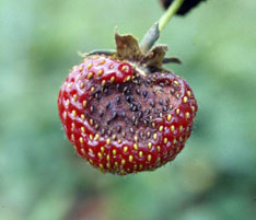Anthracnose fruit rot