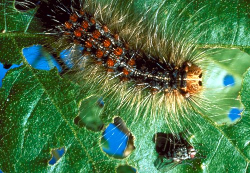 Gypsy moth