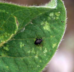 Garden fleahopper curiosity - MSU Extension